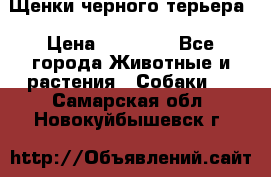 Щенки черного терьера › Цена ­ 35 000 - Все города Животные и растения » Собаки   . Самарская обл.,Новокуйбышевск г.